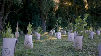 Rows of planted young plants
